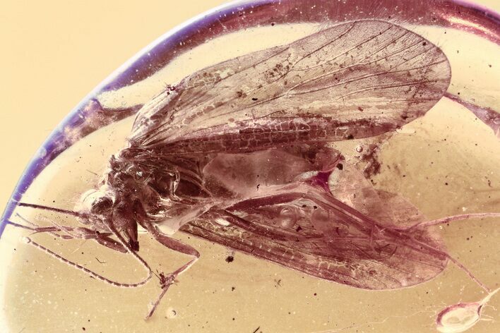 Detailed Fossil Caddisfly (Trichoptera) In Baltic Amber #307621